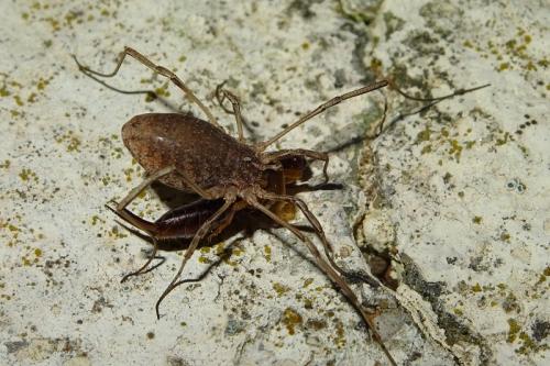 Odiellus troguloides